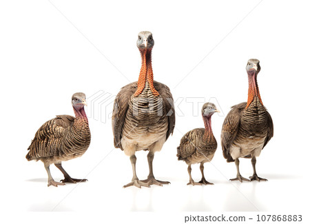 Image of family group of turkeys on white background. Farm animals. Illustration, Generative AI. 107868883
