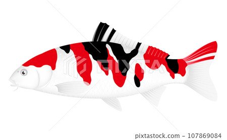 彩色鯉魚 107869084