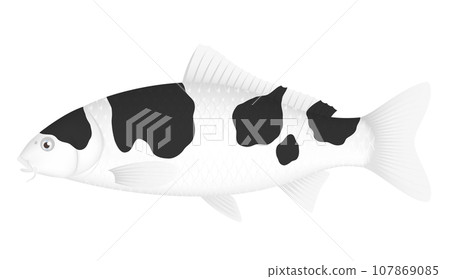 彩色鯉魚 107869085