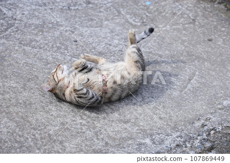 慵懶的貓咪 慵懶的貓咪 107869449