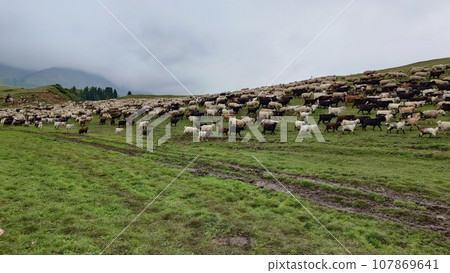 A herd of sheep graze in evening on green hills A herd of sheep graze in evening on green hills 107869641