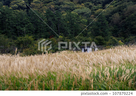 Autumn Tadewara Wetland (Konoe Town, Kusu District, Oita Prefecture) Autumn Tadewara Wetland (Konoe Town, Kusu District, Oita Prefecture) 107870224