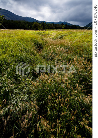 Autumn Tadewara Wetland (Konoe Town, Kusu District, Oita Prefecture) Autumn Tadewara Wetland (Konoe Town, Kusu District, Oita Prefecture) 107870240