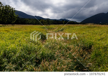 Autumn Tadewara Wetland (Konoe Town, Kusu District, Oita Prefecture) Autumn Tadewara Wetland (Konoe Town, Kusu District, Oita Prefecture) 107870241