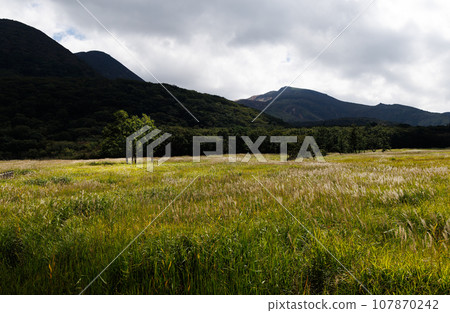 Autumn Tadewara Wetland (Konoe Town, Kusu District, Oita Prefecture) Autumn Tadewara Wetland (Konoe Town, Kusu District, Oita Prefecture) 107870242