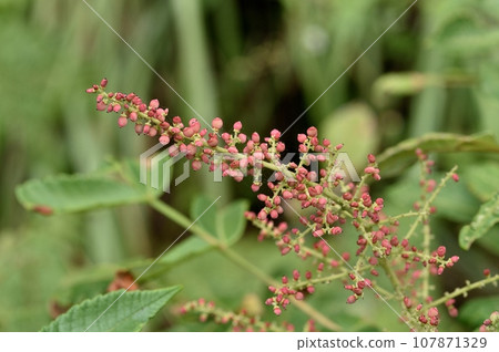 Nurde noodles 107871329