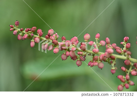 Nurde noodles 107871332