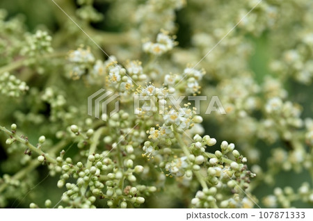 Rhus chinensis flower Rhus chinensis flower 107871333