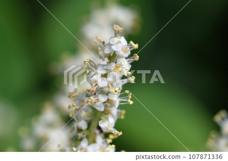Rhus chinensis flower 107871336