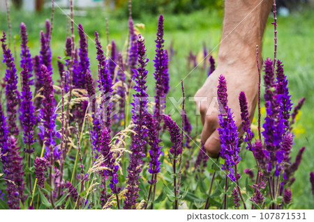 Collection of medicinal herbs. The herbalist collects sage. Herbal treatment. 107871531