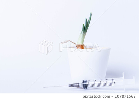 Growing plants in the laboratory. Sprouted green onions on a white background. Pesticides and herbicides and fertilizers for plant nutrition. 107871562