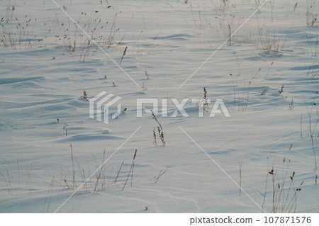Fantastic winter landscape. Frozen grass in the snow. Winter nature in the rays of sunset. Fantastic winter landscape. Frozen grass in the snow. Winter nature in the rays of sunset. 107871576