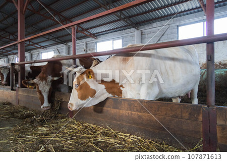 A herd of cows on a farm. Livestock complex. Raising cattle. A herd of cows on a farm. Livestock complex. Raising cattle. 107871613