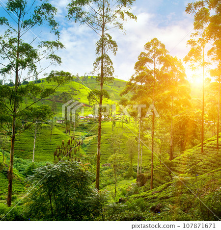 Tea plantation on the slopes of the mountains and a beautiful sun. Sri Lanka Tea plantation on the slopes of the mountains and a beautiful sun. Sri Lanka 107871671