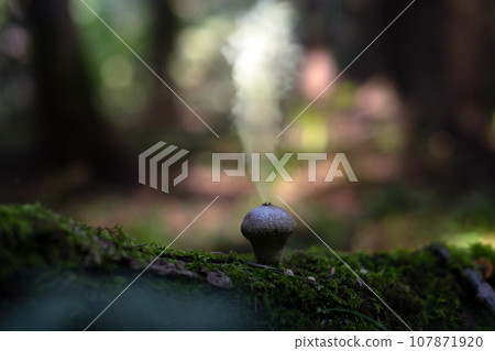 Puffball fungus in dark forest. 107871920
