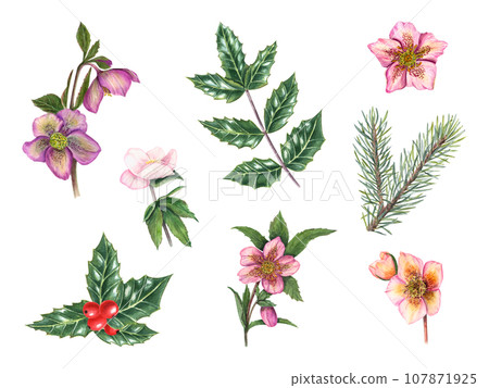 Set of hellebores, spruce branches, holly leaves. Spruce, pine, winter flowers, green leaves. Green ilex leaves with bunch of red berries. Watercolor illustration for poster, textile design, cover 107871925