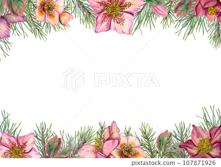 Horizontal winter frame with hellebores and Xmas tree branches. Evergreen plants, pine, spruce, winter flowers. Watercolor illustration isolated on white. For greeting card design. Space for text. 107871926