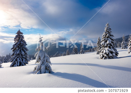 Snow-covered fir trees in a winter clearing amidst the mountains 107871929