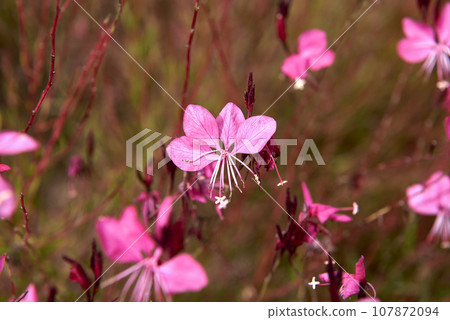 Group of Gaura estrellira flowers in the bush, out of focus background, and detail 107872094