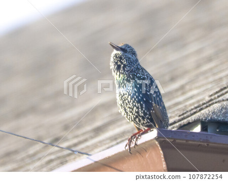 Common starling or as the European starling in North America and simply as the starling in Great Britain and Ireland a medium-sized passerine bird in the starling family, Sturnidae Common starling or as the European starling in North America and simply as the starling in Great Britain and Ireland a medium-sized passerine bird in the starling family, Sturnidae 107872254