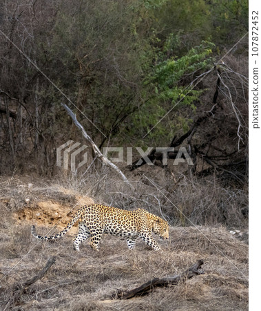indian wild male leopard or panther or panthera pardus fusca side profile walking or stroll hot summer season outdoor jungle safari at dry deciduous forest of central india asia 107872452