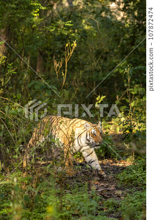 indian wild female tiger or panthera tigris side profile walking or territory stroll in terai region forest in natural scenic green background in day safari in india indian wild female tiger or panthera tigris side profile walking or territory stroll in terai region forest in natural scenic green background in day safari in india 107872474