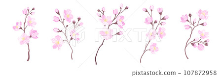 Blooming Cherry Branches with Tender Pink Flower Blossom Vector Set 107872958