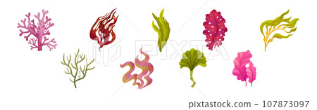 Seaweed and Marine Algae Plant Curve Vector Set Seaweed and Marine Algae Plant Curve Vector Set 107873097