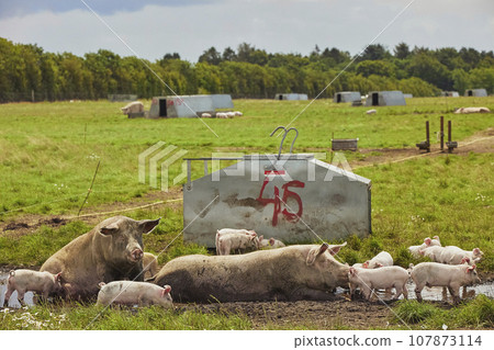 Eco pig farm in the field in Denmark Eco pig farm in the field in Denmark 107873114