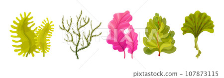 Seaweed and Marine Algae Plant Curve Vector Set 107873115