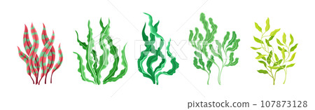 Seaweed and Marine Algae Plant Curve Vector Set 107873128