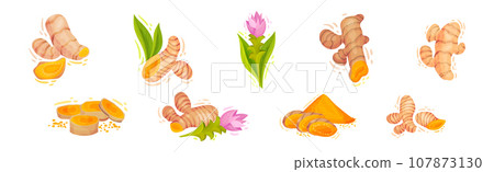 Fresh Turmeric Plant with Orange Root as Culinary Spice Vector Set Fresh Turmeric Plant with Orange Root as Culinary Spice Vector Set 107873130