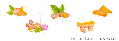 Fresh Turmeric Plant with Orange Root as Culinary Spice Vector Set 107873132