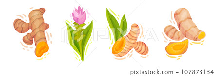 Fresh Turmeric Plant with Orange Root as Culinary Spice Vector Set 107873134