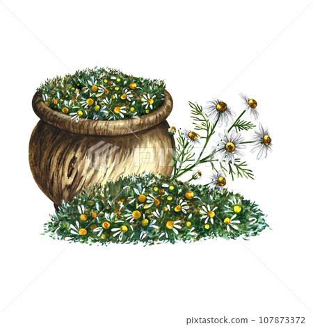Pharmacy chamomile. Dry the crushed medicinal herb in a wooden pot. Herbal soothing tea. Isolate. Watercolor illustration, hand-drawn. Medicinal herbs. For packaging layout, label, menu and banner. 107873372