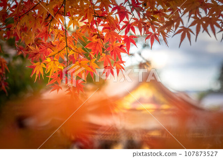 Autumn at Kitano Tenmangu Shrine, the bright red leaves of Odoi and the main shrine, a national treasure 107873527