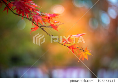 北野天滿宮的秋天，Odoi 的鮮紅秋葉，色彩繽紛的秋天背景 107873531