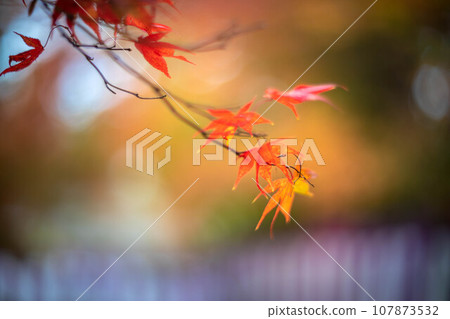 北野天滿宮的秋天，Odoi 的鮮紅秋葉，色彩繽紛的秋天背景 107873532