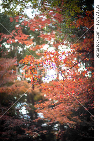 北野天滿宮的秋天，大土井鮮紅的樹葉，紅綠光的漩渦 107873535