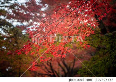 北野天滿宮的秋天，大土居鮮紅的秋葉，紅與綠的對比 107873538