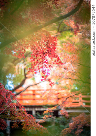 Autumn at Kitano Tenmangu Shrine, colorful autumn leaves at Odoi, swirl of colors 107873544