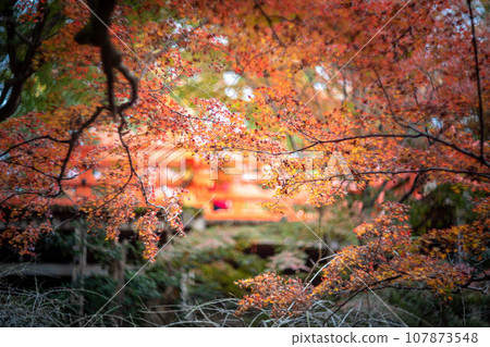 Autumn at Kitano Tenmangu Shrine, red leaves at Odoi 107873548