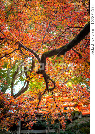 Autumn at Kitano Tenmangu Shrine, red leaves at Odoi Autumn at Kitano Tenmangu Shrine, red leaves at Odoi 107873553