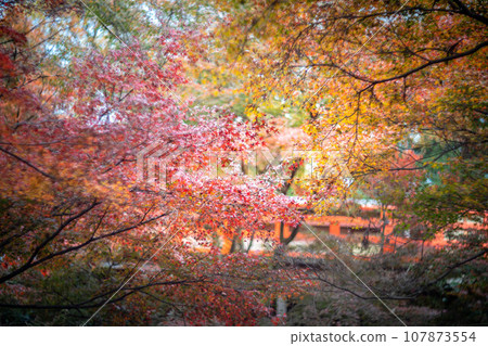 Autumn at Kitano Tenmangu Shrine, colorful autumn leaves at Odoi 107873554