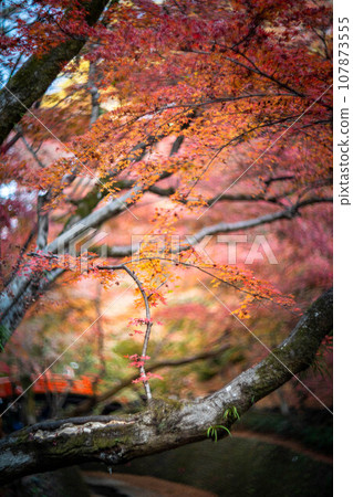 北野天滿宮的秋天、大土井的紅葉、紅光的漩渦和神谷川上的鶯橋 107873555