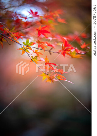 北野天滿宮的秋天，大土居的彩葉樹枝，彩色光的漩渦 107873563