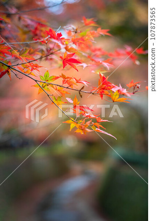 北野天滿宮的秋天,小土井和神谷川的紅葉樹枝 北野天滿宮的秋天,小土井和神谷川的紅葉樹枝 107873565