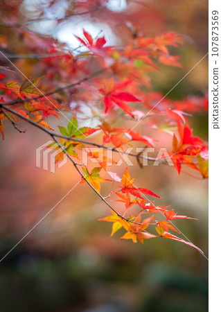 Autumn at Kitano Tenmangu Shrine, a branch of colorful autumn leaves at Odoi, autumn color background 107873569