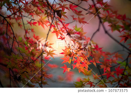 Autumn at Kitano Tenmangu Shrine, colorful autumn leaves at Odoi, background of autumn light 107873575