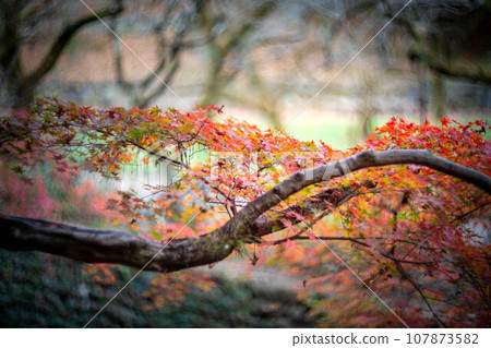 Autumn at Kitano Tenmangu Shrine, colorful autumn leaves at Odoi, autumn light and forest images Autumn at Kitano Tenmangu Shrine, colorful autumn leaves at Odoi, autumn light and forest images 107873582